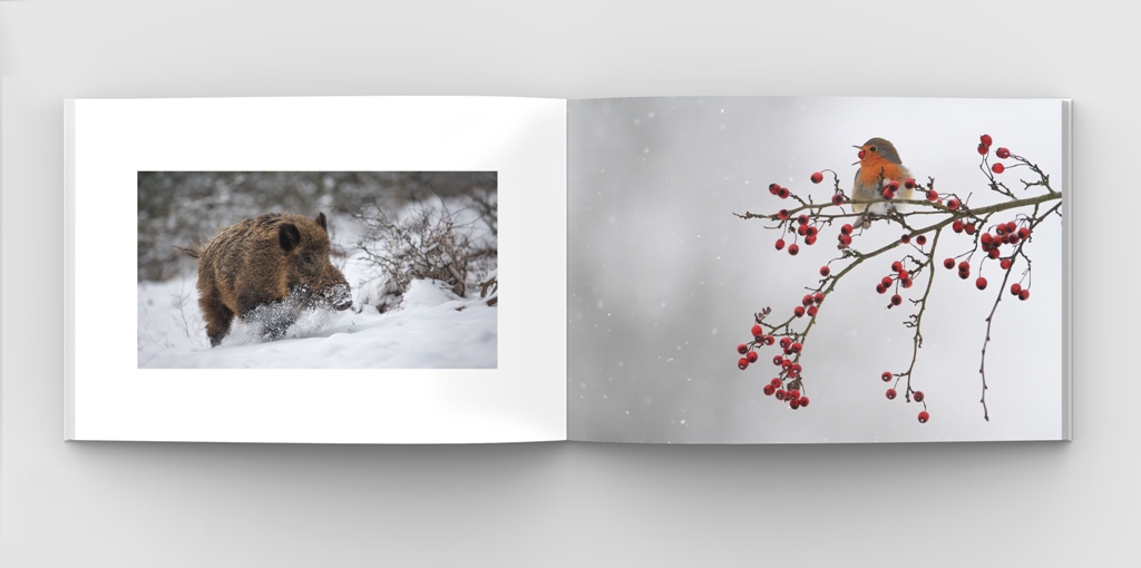 Philippe Moës 03 Web.jpg